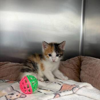 Saffron -  Domestic Short Hair Cat for Adoption in Driggs, Idaho - Saffron | PetCurious