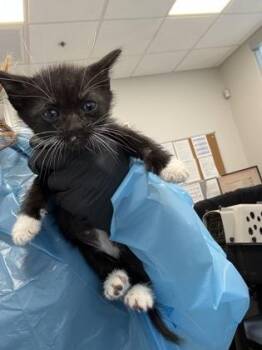 Walter White -  Domestic Short Hair Cat for Adoption in Fresno, California - Walter White | PetCurious