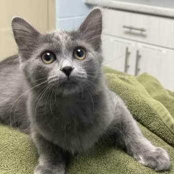 Shayla -  Domestic Medium Hair Cat for Adoption in Riverside, California - Shayla | PetCurious