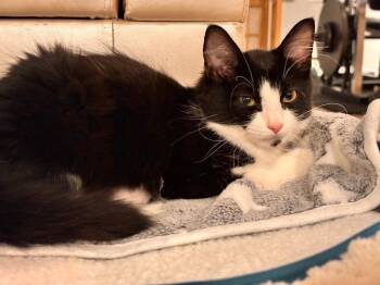 Amelia Bedelia -  Domestic Short Hair Cat for Adoption in Minneapolis, Minnesota - Amelia Bedelia | PetCurious