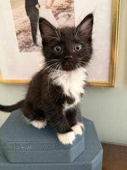 Domestic Short Hair Cats Available for Adoption in Columbia, South Carolina - Fluffer | PetCurious