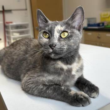 Logan Stray -  Domestic Short Hair Cat for Adoption in Chilliwack, British Columbia - Logan Stray | PetCurious