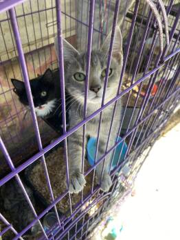 Halifax 7 -  Domestic Short Hair Cat for Adoption in Chatham, Virginia - Halifax 7 | PetCurious