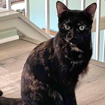Gretchen -  Domestic Short Hair Cat for Adoption in Hemet, California - Gretchen | PetCurious