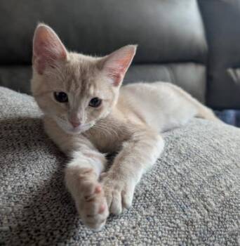 TABATHA -  Domestic Short Hair Cat for Adoption in Colorado Springs, Colorado - TABATHA | PetCurious