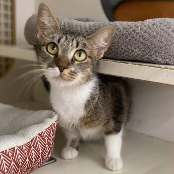 Madonna -  Domestic Short Hair Cat for Adoption in Helena, Alabama - Madonna | PetCurious