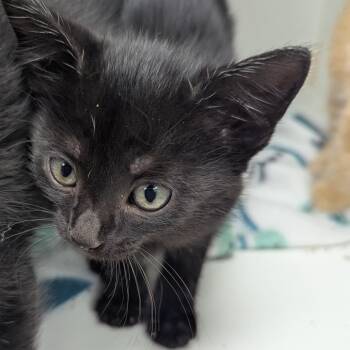 Grubworm -  Domestic Short Hair Cat for Adoption in Jeffersonville, Indiana - Grubworm | PetCurious
