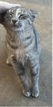 Rescue Domestic Short Hair Cats for Adoption in Broomfield, Colorado - VENUS | PetCurious