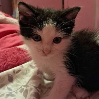 Highness -  Domestic Short Hair Cat for Adoption in Valley, Alabama - Highness | PetCurious