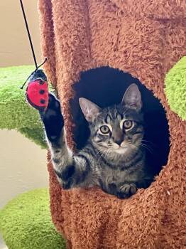 Rescue Domestic Short Hair Cats for Adoption in Boca Raton, Florida - Nitro | PetCurious