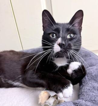 Scott 1 year AVAILABLE 6/24 -  Domestic Short Hair Cat for Adoption in Sterling, Massachusetts - Scott 1 Year AVAILABLE 6/24 | PetCurious