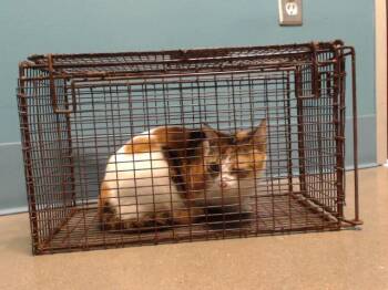 Domestic Short Hair Cats Available for Adoption in Houston, Texas - KI KI | PetCurious