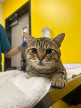 Meece -  Domestic Short Hair Cat for Adoption in Raleigh, North Carolina - Meece | PetCurious