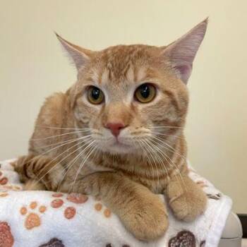 Thomas -  Domestic Short Hair Cat Available for Adoption in Rochester, Minnesota - Thomas | PetCurious