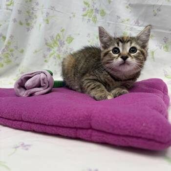Bishop -  Domestic Short Hair Cat for Adoption in Bear, Delaware - Bishop | PetCurious