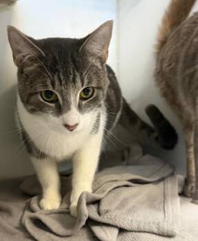 Sumac -  Domestic Short Hair Cat Available for Adoption in Sapulpa, Oklahoma - Sumac | PetCurious