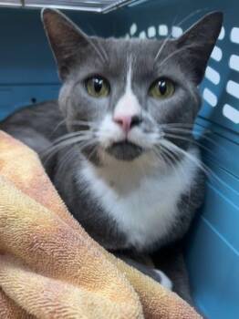 Dudley -  Domestic Short Hair Cat for Adoption in Gainesville, Florida - Dudley | PetCurious
