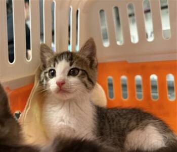 Domestic Medium Hair Cats Available for Adoption in Ontario, California - CHEESE | PetCurious