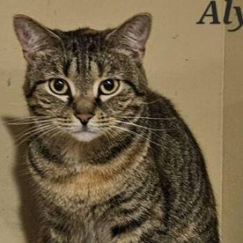 Alyse -  Domestic Short Hair and Torbie Cat for Adoption in Lenhartsville, Pennsylvania - Alyse | PetCurious