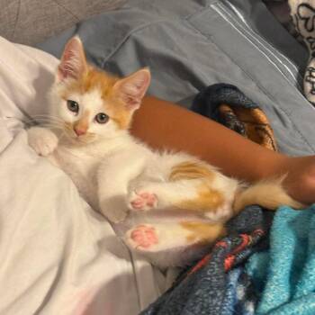 Frank -  Domestic Short Hair Cat for Adoption in Jarrettsville, Maryland - Frank | PetCurious