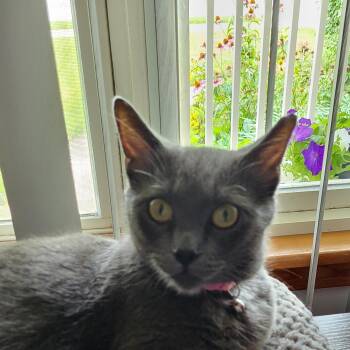 Maggie -  Domestic Short Hair Cat for Adoption in West Jefferson, Ohio - Maggie | PetCurious