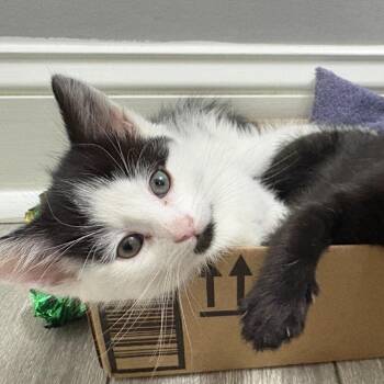 Ringtail -  Domestic Short Hair Cat for Adoption - Ringtail | PetCurious