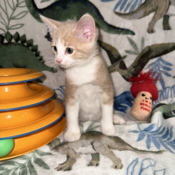 Taffy -  Domestic Short Hair Cat for Adoption in Byrdstown, Tennessee - Taffy | PetCurious