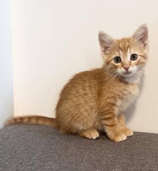 Waylon -  Domestic Short Hair Cat for Adoption in Rochester, Indiana - Waylon | PetCurious