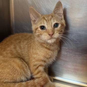 More Cowbell -  Domestic Short Hair Cat for Adoption in York, Pennsylvania - More Cowbell | PetCurious