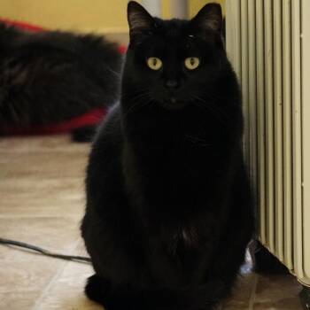 Spirit -  Domestic Short Hair and Extra Toes Cat Hemingway Polydactyl Cat for Adoption in Colorado Springs, Colorado - Spirit | PetCurious