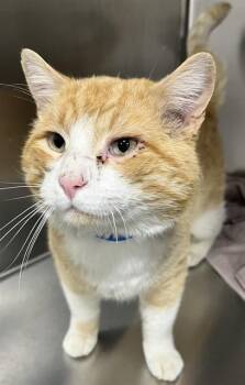 Domestic Short Hair Cats Available for Adoption - FELIX | PetCurious