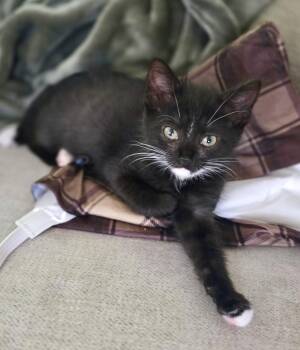 Rescue Domestic Short Hair Cats for Adoption in Mt. Juliet, Tennessee - Jett | PetCurious