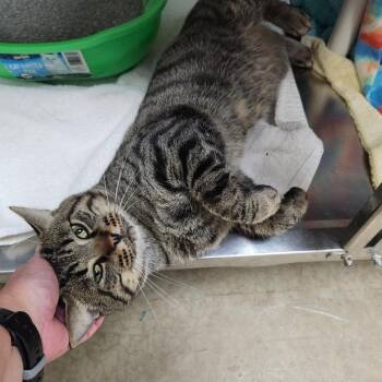 Matrix -  Domestic Short Hair Cat for Adoption in Walker, Michigan - Matrix | PetCurious