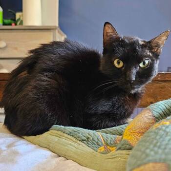 Rescue Domestic Short Hair Cats for Adoption in Conway, Arkansas - Brains | PetCurious