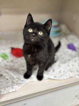 Rescue Domestic Short Hair Cats for Adoption in Gloucester, Massachusetts - Umbreon | PetCurious