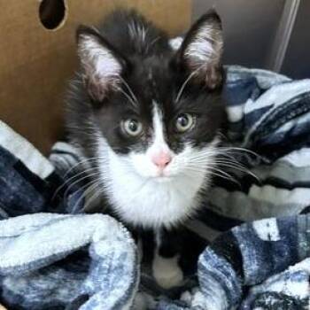Butternut -  Domestic Short Hair Cat for Adoption - Butternut | PetCurious