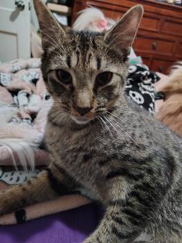 Domestic Short Hair Cats Available for Adoption - Luke | PetCurious