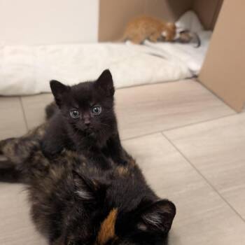 John -  Domestic Short Hair Cat Available for Adoption in Walker, Michigan - John | PetCurious