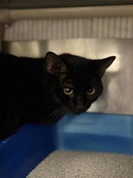 Mango -  Domestic Short Hair Cat for Adoption in Montreal, Quebec - Mango | PetCurious