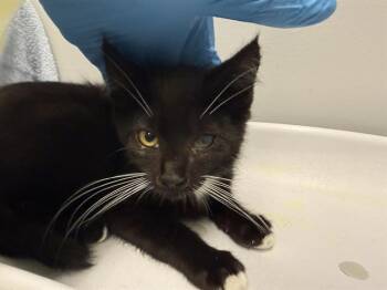 DIANE -  Domestic Short Hair Cat for Adoption in Kent, Washington - DIANE | PetCurious