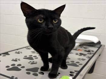 Domestic Short Hair Cats Available for Adoption in Derwood, Maryland - SHADOW | PetCurious
