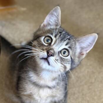 Benson -  Domestic Short Hair Cat for Adoption in Oracle, Arizona - Benson | PetCurious