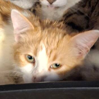 Domestic Short Hair Cats Available for Adoption - Taffy | PetCurious