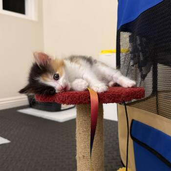 Domestic Medium Hair Cats Available for Adoption in Tustin, California - Sedona | PetCurious