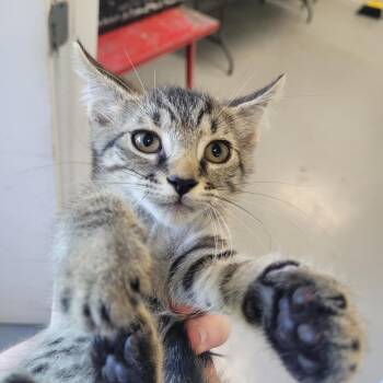 Leo -  Domestic Medium Hair Cat for Adoption in Clarksdale, Mississippi - Leo | PetCurious