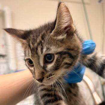 Nairobi -  Domestic Short Hair Cat for Adoption in Woodinville, Washington - Nairobi | PetCurious
