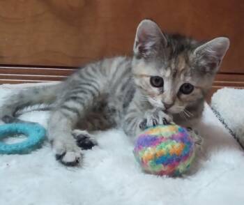 Beignet -  Domestic Short Hair Cat Available for Adoption in Lemoyne, Pennsylvania - Beignet | PetCurious