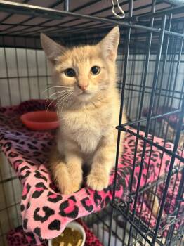 Tabby Cats Available for Adoption in Temecula, California - Tangerine | PetCurious