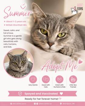 Summer 1-2 yrs old British shorthair mix -  British Shorthair Cat for Adoption in Brampton, Ontario - Summer 1-2 Yrs Old British Shorthair Mix | PetCurious