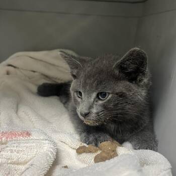 71096 -  Domestic Short Hair Cat Available for Adoption in Harrisonburg, Virginia - 71096 | PetCurious